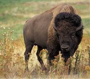 bison-01b.jpg